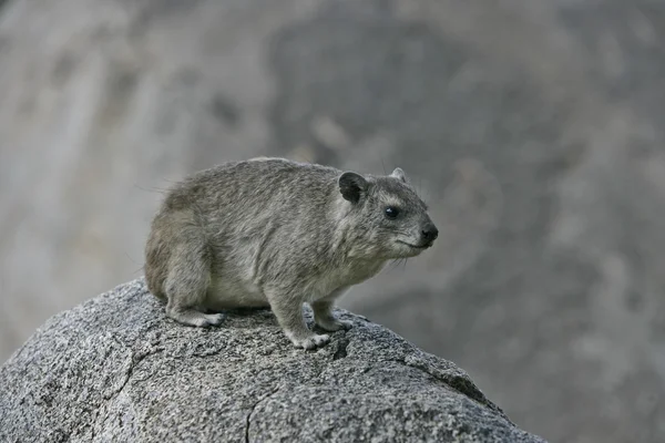 Hyraks krzaczasty lub żółta plamista skała dassie, Heterohyrax brucei — Zdjęcie stockowe