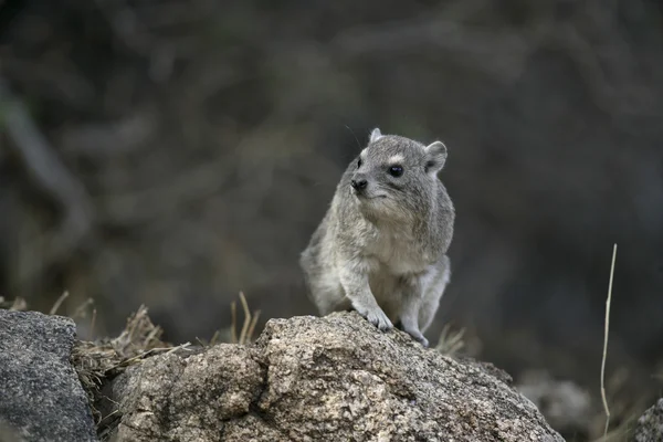 Boshyrax of geelgevlekte steendassie, Heterohyrax brucei — Stockfoto