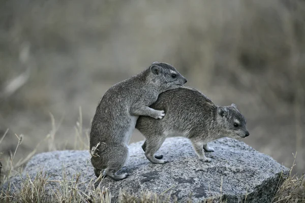 Hyraks krzaczasty lub żółta plamista skała dassie, Heterohyrax brucei — Zdjęcie stockowe