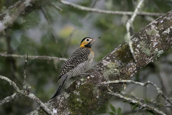 Campo blikání, colaptes campestris — Stock fotografie