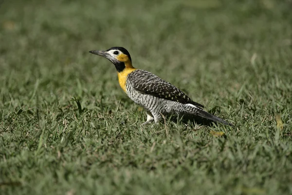 Campo flicker, Colaptes campestris — Stock Photo, Image
