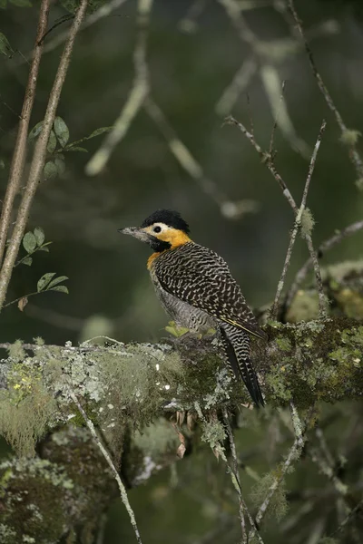 Campo parpadeo, Colaptes campestris —  Fotos de Stock