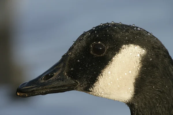 加拿大鹅，Branta canadensis — 图库照片