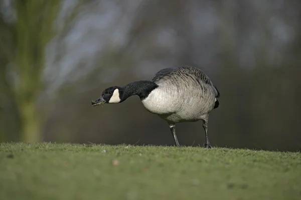 Canada goose, Branta canadensis — Stock Photo, Image