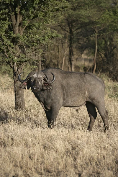 Kaapse buffels, syncerus caffer caffer — Stockfoto