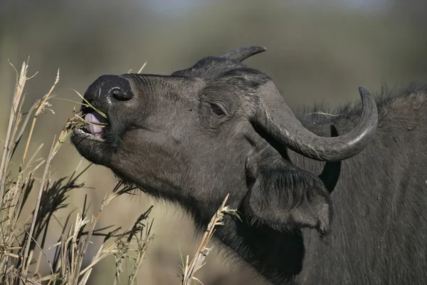 Cape buffalo, Syncerus caffer caffer — Zdjęcie stockowe