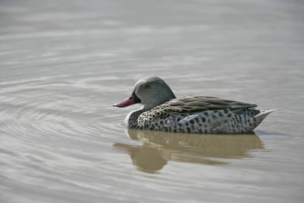Cape teal, Anas capensis — Stock Photo, Image