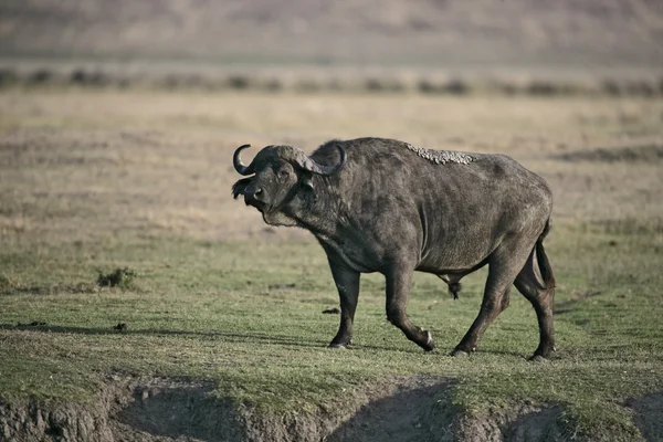 Cape buffalo, Syncerus caffer caffer — Zdjęcie stockowe