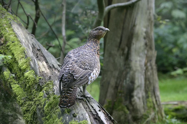 Capercaillie tetrao urogallus — 图库照片