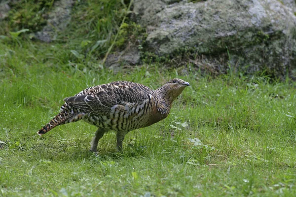 Capercaillie, urogallus тетерук — стокове фото