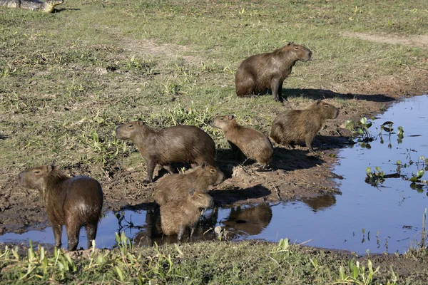 Capivara, Hydrochoerus hydrochaeris — Fotografia de Stock