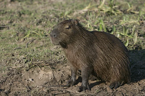 Capybara, Капібара hydrochaeris — стокове фото