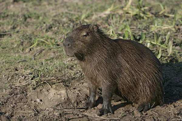 Capybara, Hydrochoerus hydrochaeris — Stock Photo, Image