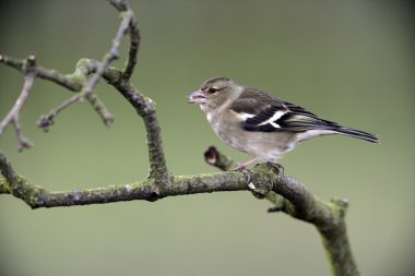 ispinoz, ispinoz coelebs