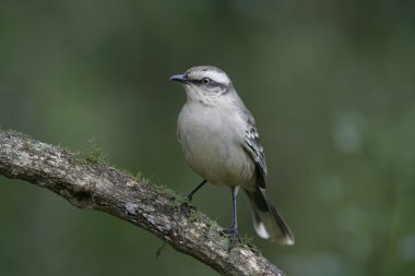 Tebeşir kaşlı bülbülü, mimus saturninus