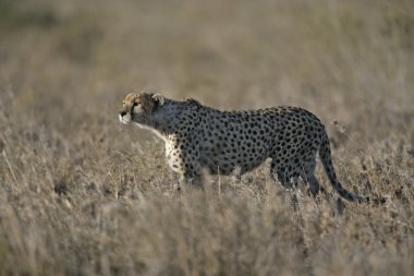 Çita, acinonyx jubatus