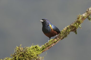 kestane karınlı euponia, euphonia pektoralis