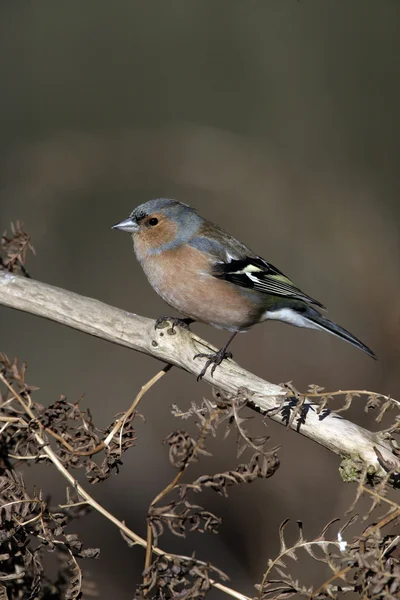 Pinzón, fringilla coelebs — Foto de Stock