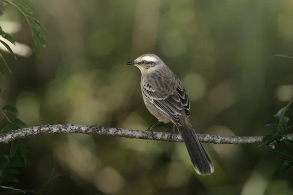 Κιμωλία-browed mockingbird, mimus saturninus — Φωτογραφία Αρχείου