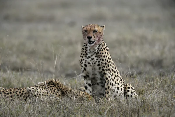 Cheetah、雌 jubatus — ストック写真