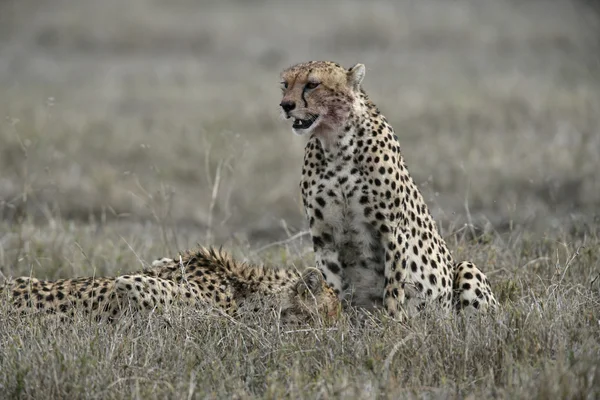 Cheetah、雌 jubatus — ストック写真