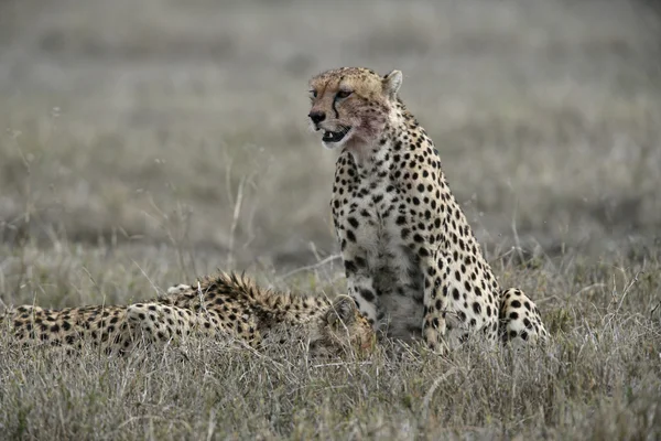 Τσίτα, acinonyx jubatus — Φωτογραφία Αρχείου