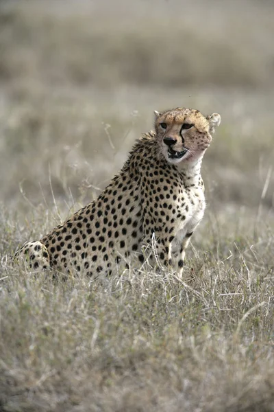 Gepard, acinonyx jubatus — Stock fotografie