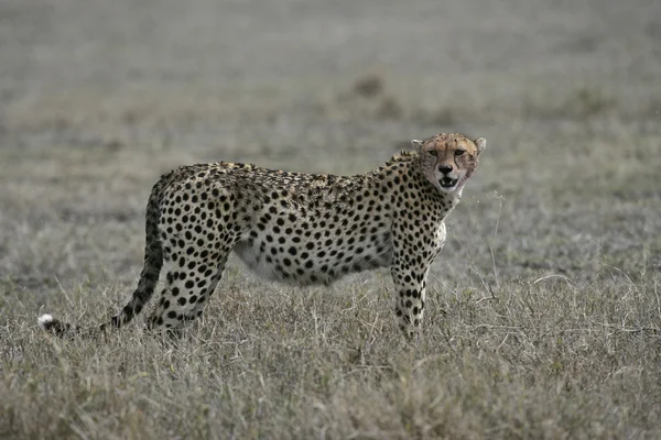 Gepard, Aminonyx jubatus — Stockfoto