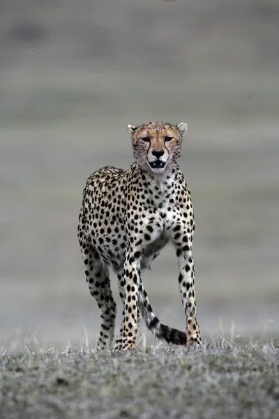 Cheetah, Acinonyx jubatus — Stockfoto