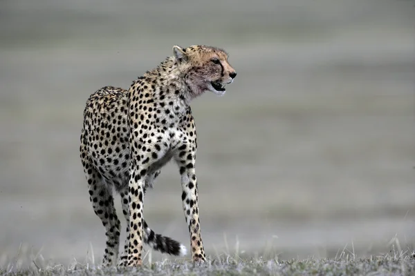 Çita, acinonyx jubatus — Stok fotoğraf
