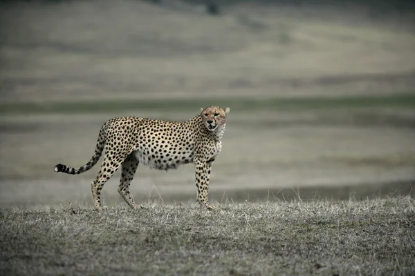 Cheetah, Acinonyx jubatus — Stockfoto