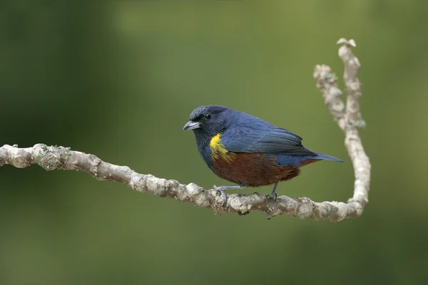 CHESTNUT-BELLOD PONIA, Euphonia pectoralis — стоковое фото