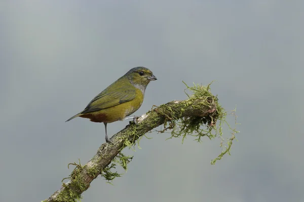 EUPONIA BELLIATA DI CASTAGNA, Eufonia pectoralis — Foto Stock