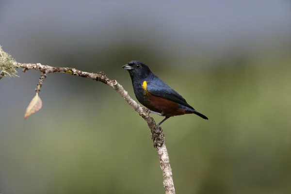 Kasztan wybrzuszony euponia euphonia piersiowego — Zdjęcie stockowe