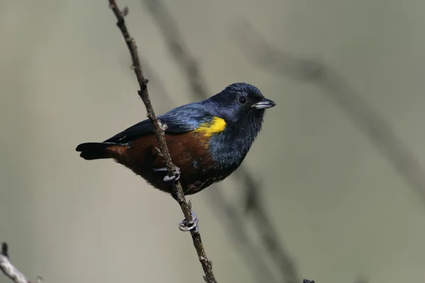 Chestnut-bellied euponia, Euphonia pectoralis — Stock Photo, Image