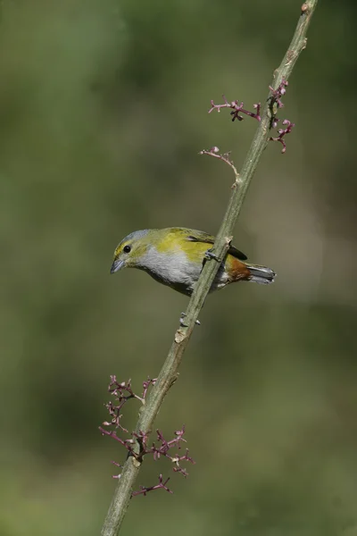 Chestnut-bellied euponia, Euphonia pectoralis — Stock Photo, Image