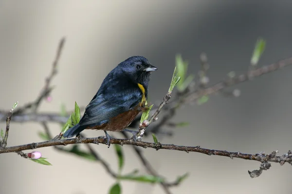 Kasztan wybrzuszony euponia euphonia piersiowego — Zdjęcie stockowe