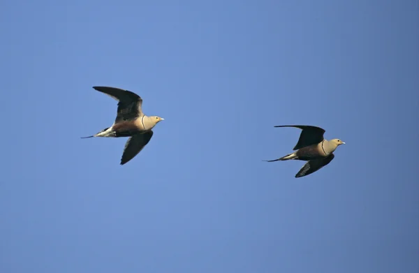 Kaštan bellied sandgrouse ptericles exustus — Stock fotografie