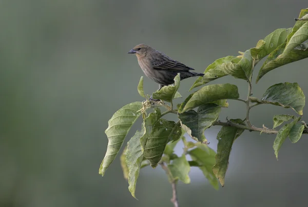 栗頂いたクロドリ、agelaius ruficapillus — ストック写真