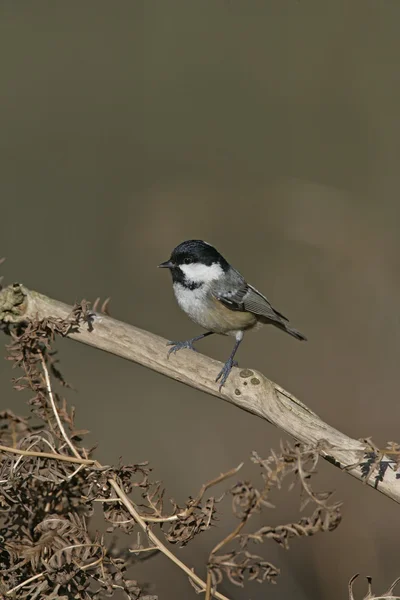 Mésange charbonnière, Parus ater — Photo