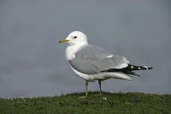 Ortak martı larus canus — Stok fotoğraf