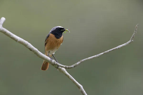 Pleszka zwyczajna, phoenicurus phoenicurus — Zdjęcie stockowe