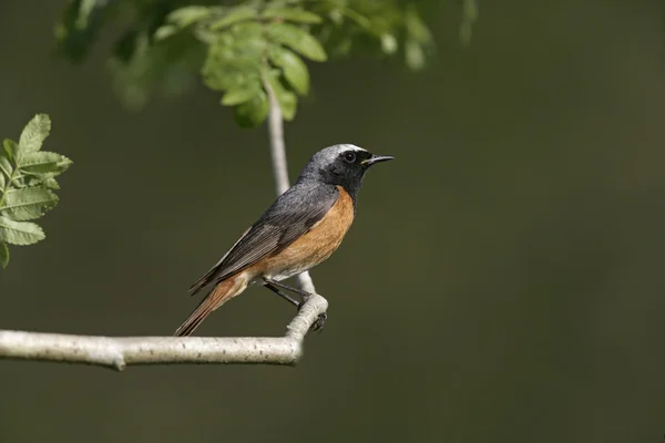 Pleszka zwyczajna, phoenicurus phoenicurus — Zdjęcie stockowe