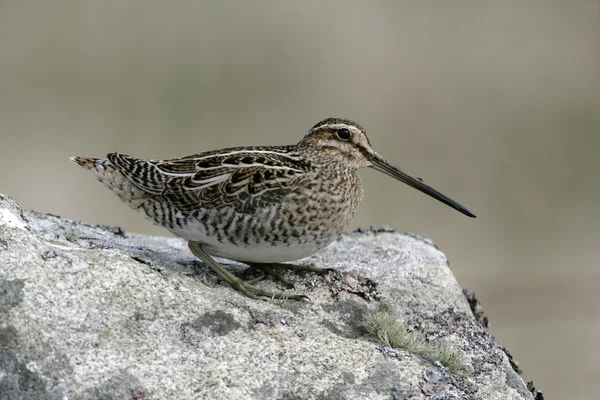 Ortak Snipe, Gallinago gallinago — Stok fotoğraf