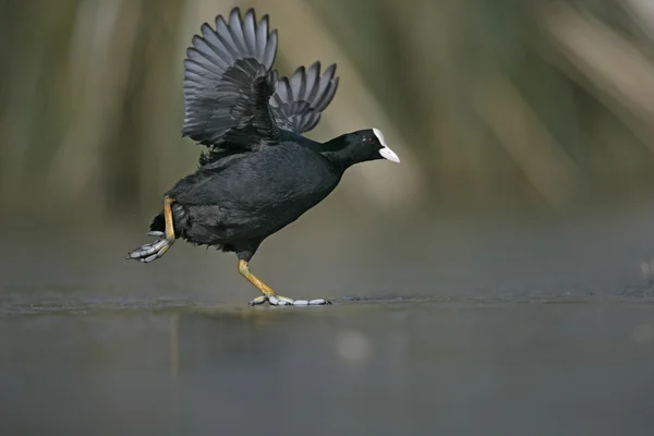 オオバン、アフリカマイマイ atra — ストック写真