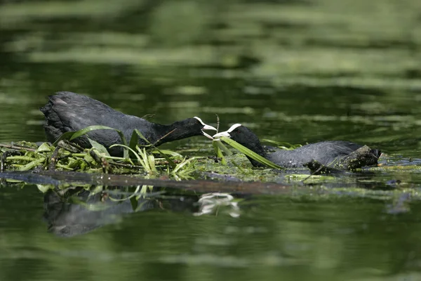 Лысуха fulica atra — стоковое фото