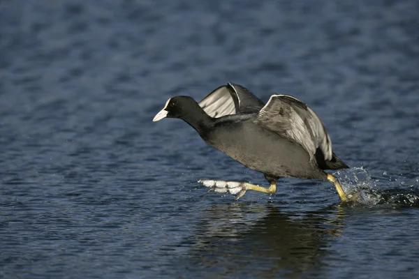 Лысуха fulica atra — стоковое фото