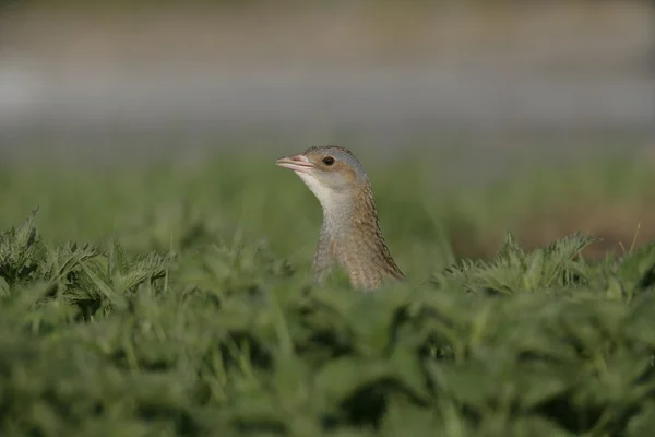 Corncrake、crex crex による可視化 — ストック写真