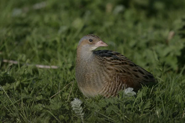 Corncrake, Crex crex — Stock Photo, Image