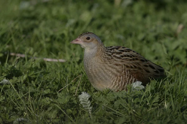 Corncrake, Crex crex — Stock Photo, Image